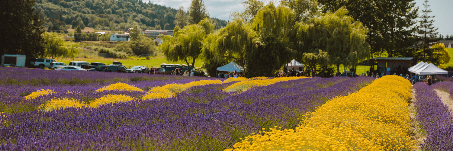 Purple Haze Lavender Farm