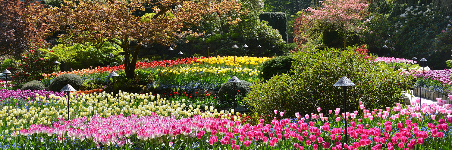 Lower Johnson Street in Victoria, BC