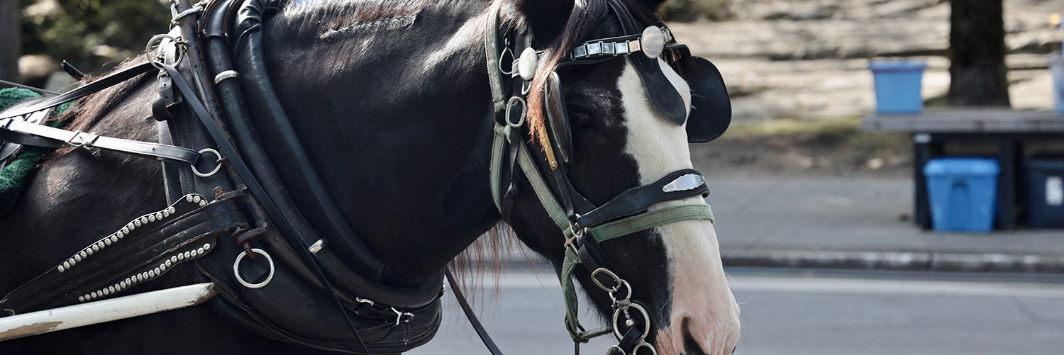 Horse Drawn Carriage Tour in Victoria, BC