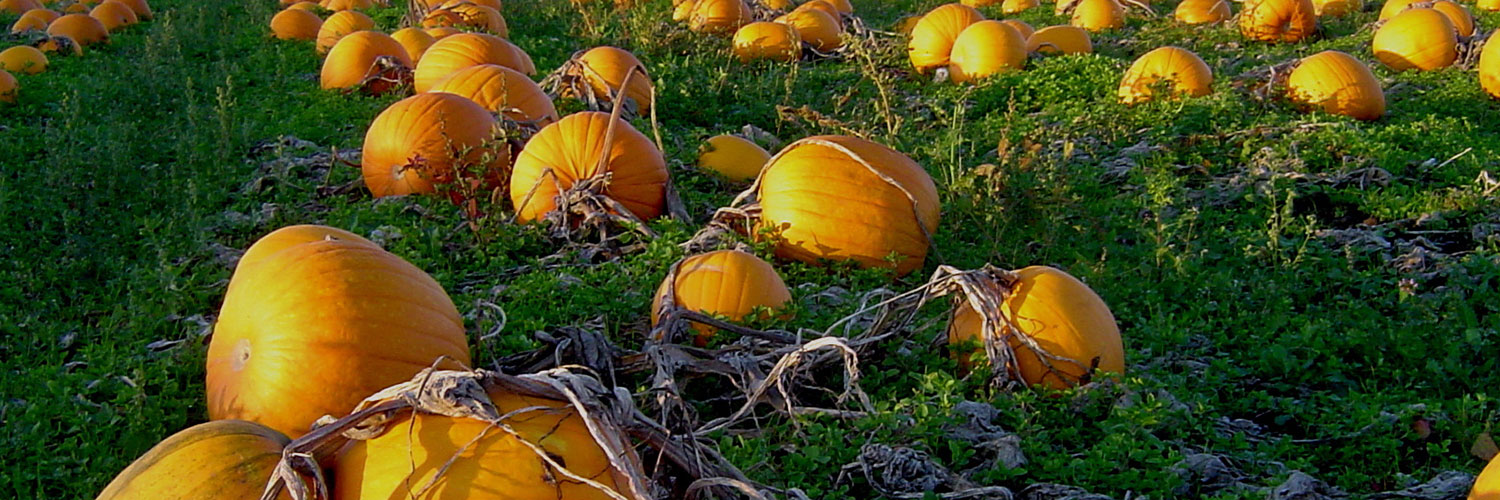 Pumpkin Patch