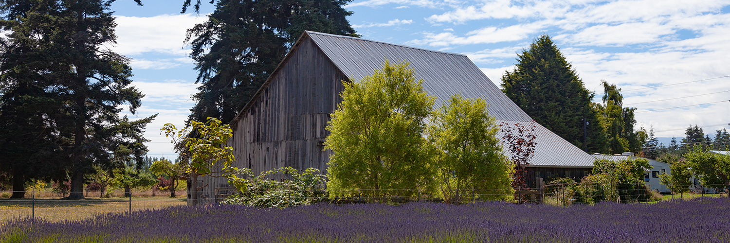 Sequim Lavender Field