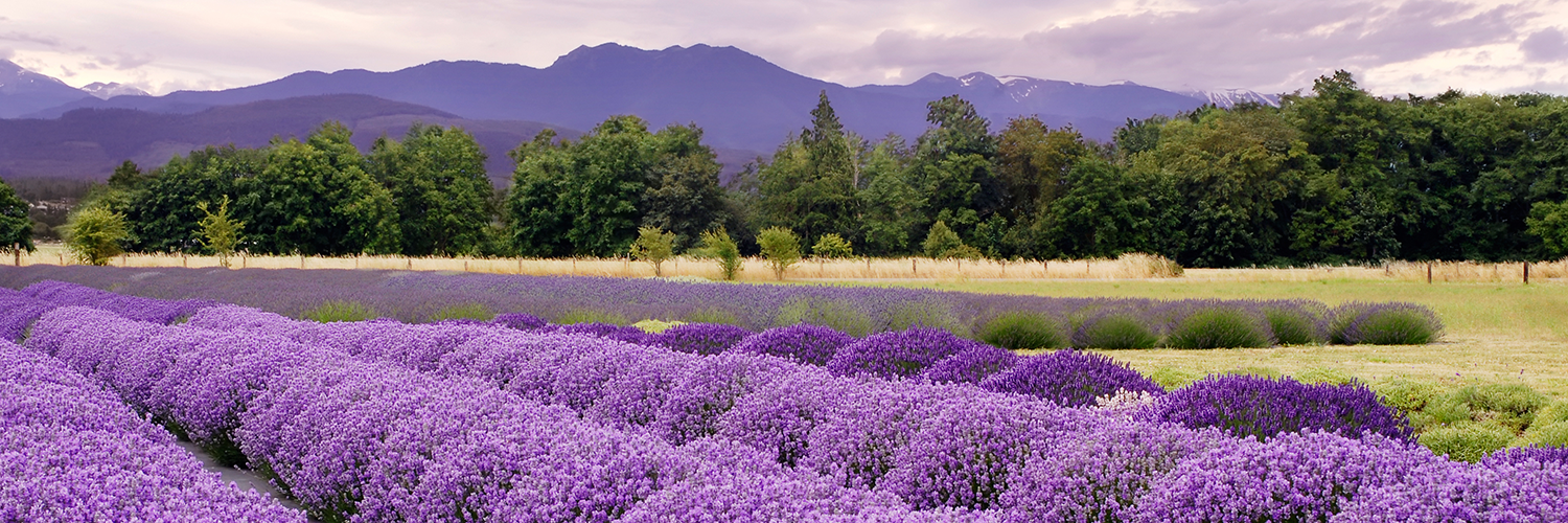 Lavender Fields in Sequim