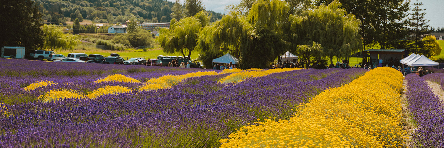 Purple Haze Lavender Farm