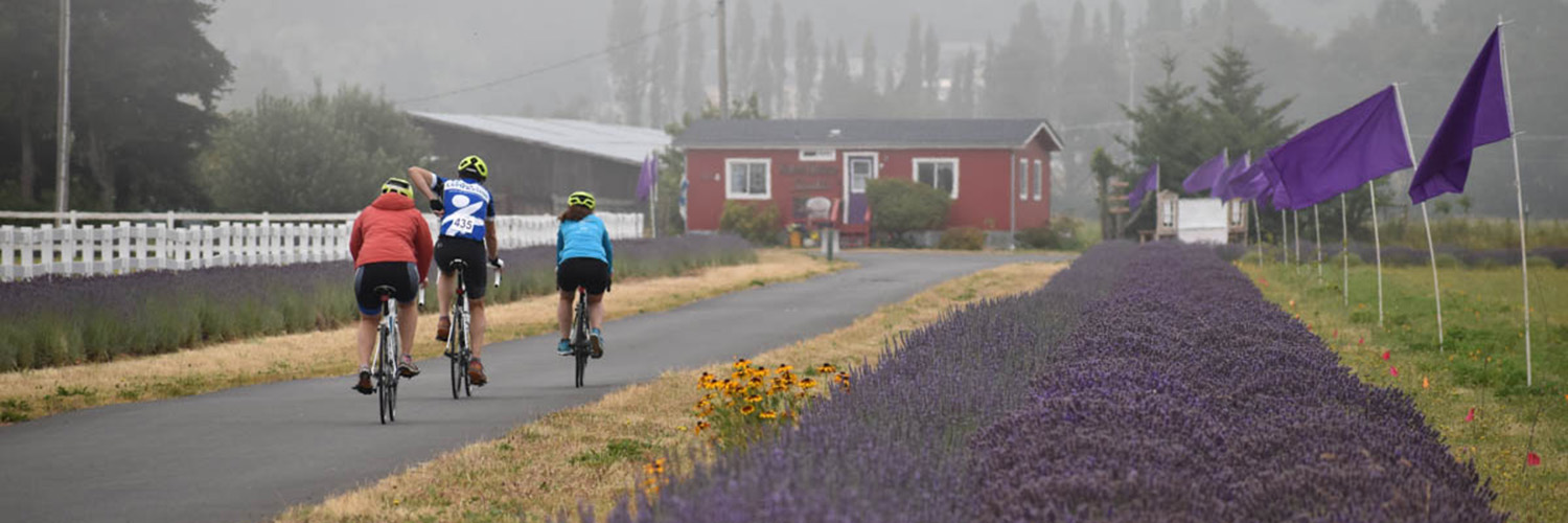 Tour de Lavender