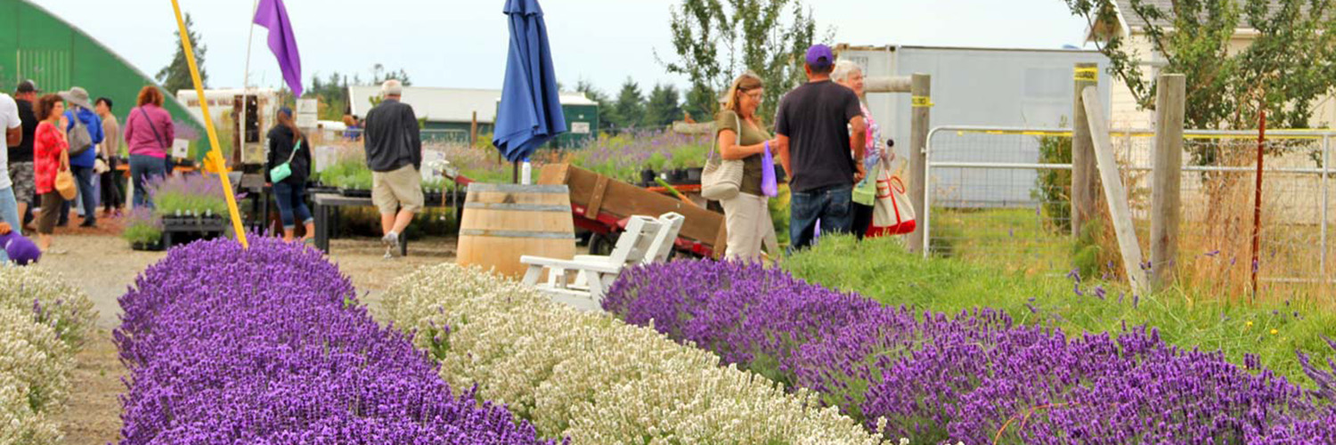 Victor's Lavender Farm