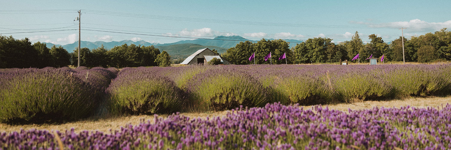 B&B Lavender Farm in Sequim, WA