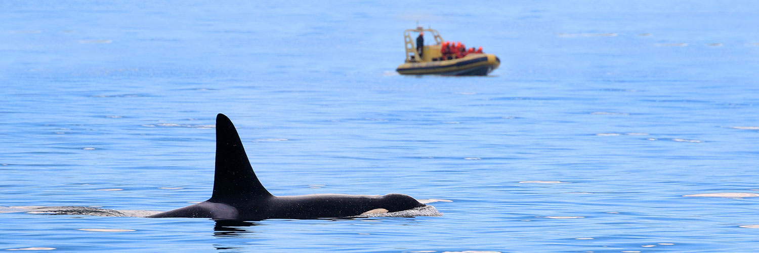 whale watching in Victoria, BC