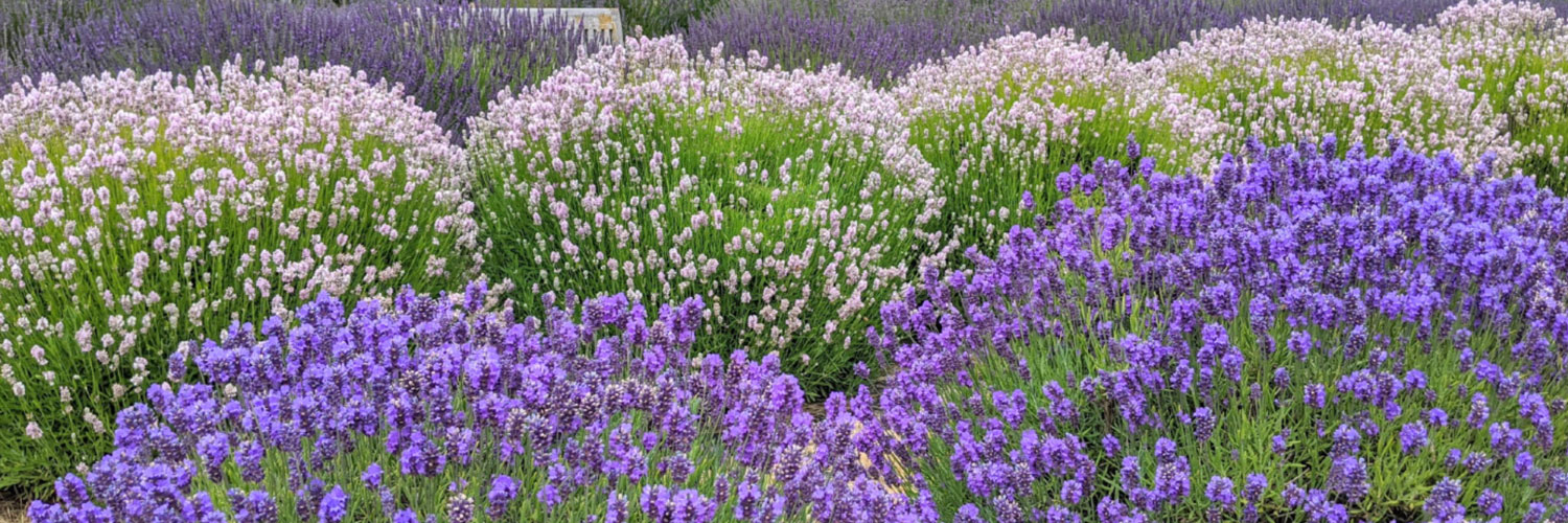 Lavender Connection