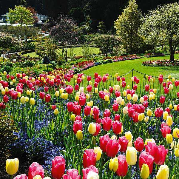 The Butchart Gardens Black Ball Ferry Line Daily Departures To