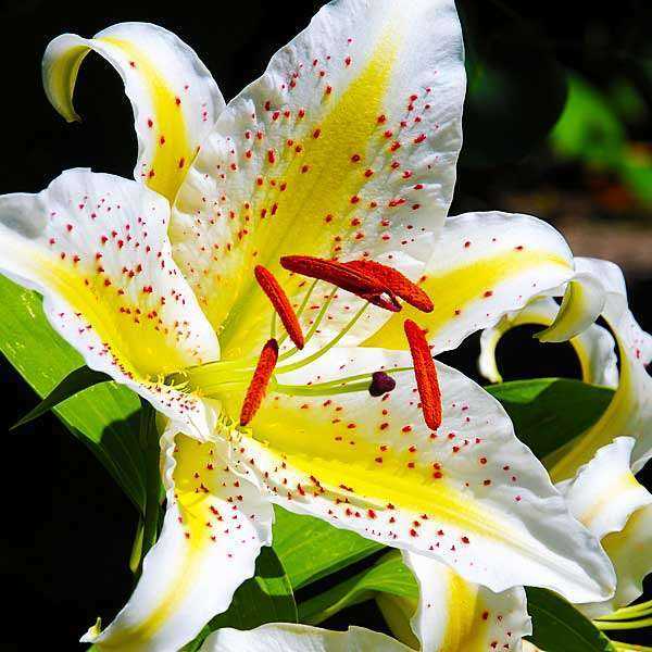The Butchart Gardens with Shuttle Transportation and Ferry | Black Ball Ferry Line | Daily