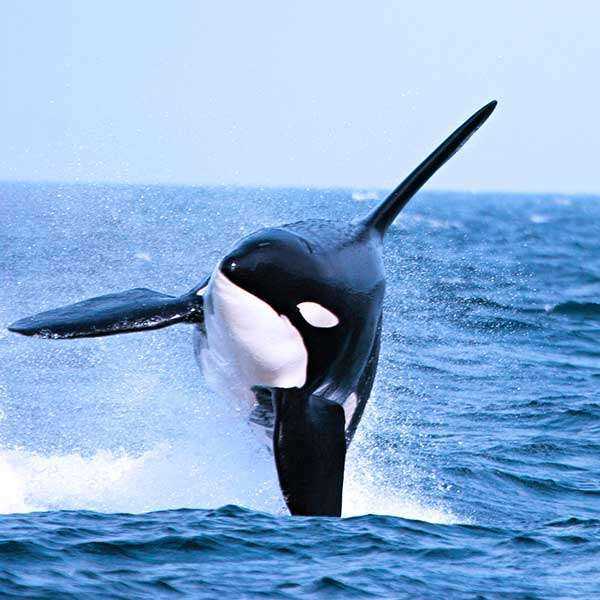 Whale Watching Butchart Gardens Shuttle With Ferry Black