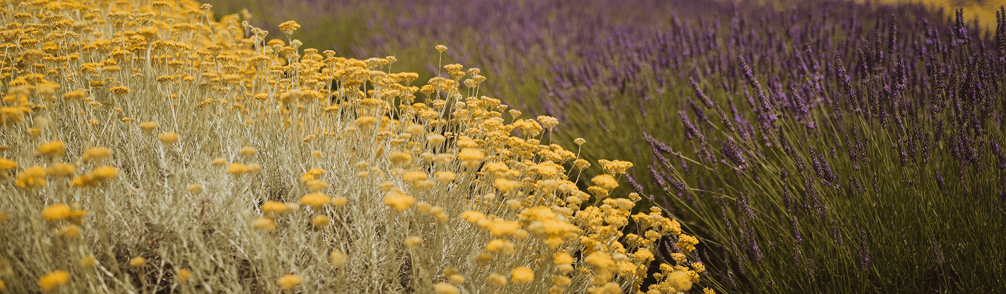 2023 Sequim Lavender Festival & Season Updates Black Ball Ferry Line