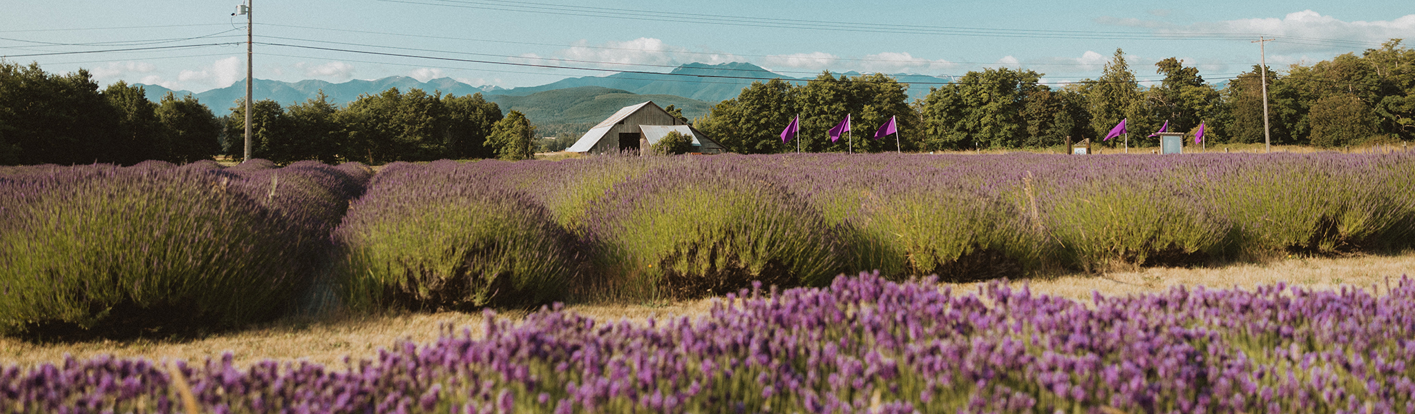 2024 Sequim Lavender Festival Day Trip Packages Black Ball Ferry Line