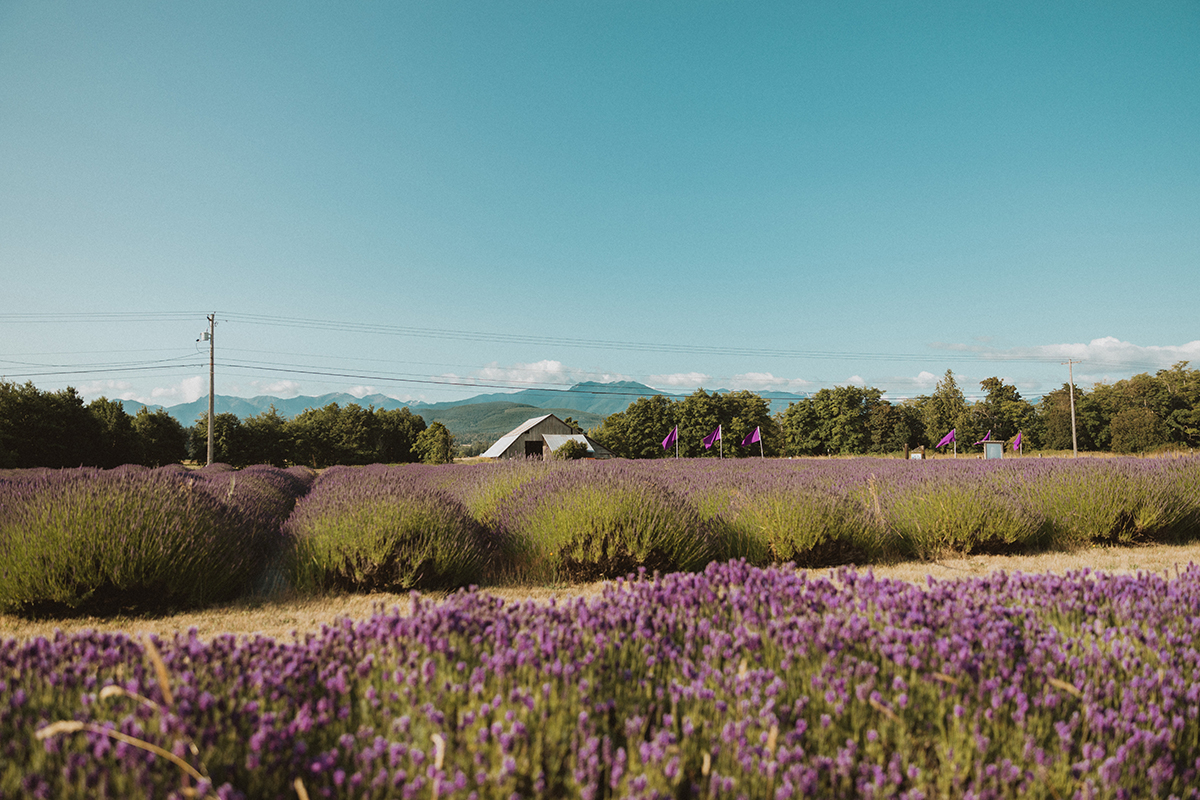 2025 Sequim Lavender Festival Day Trip Packages Black Ball Ferry Line