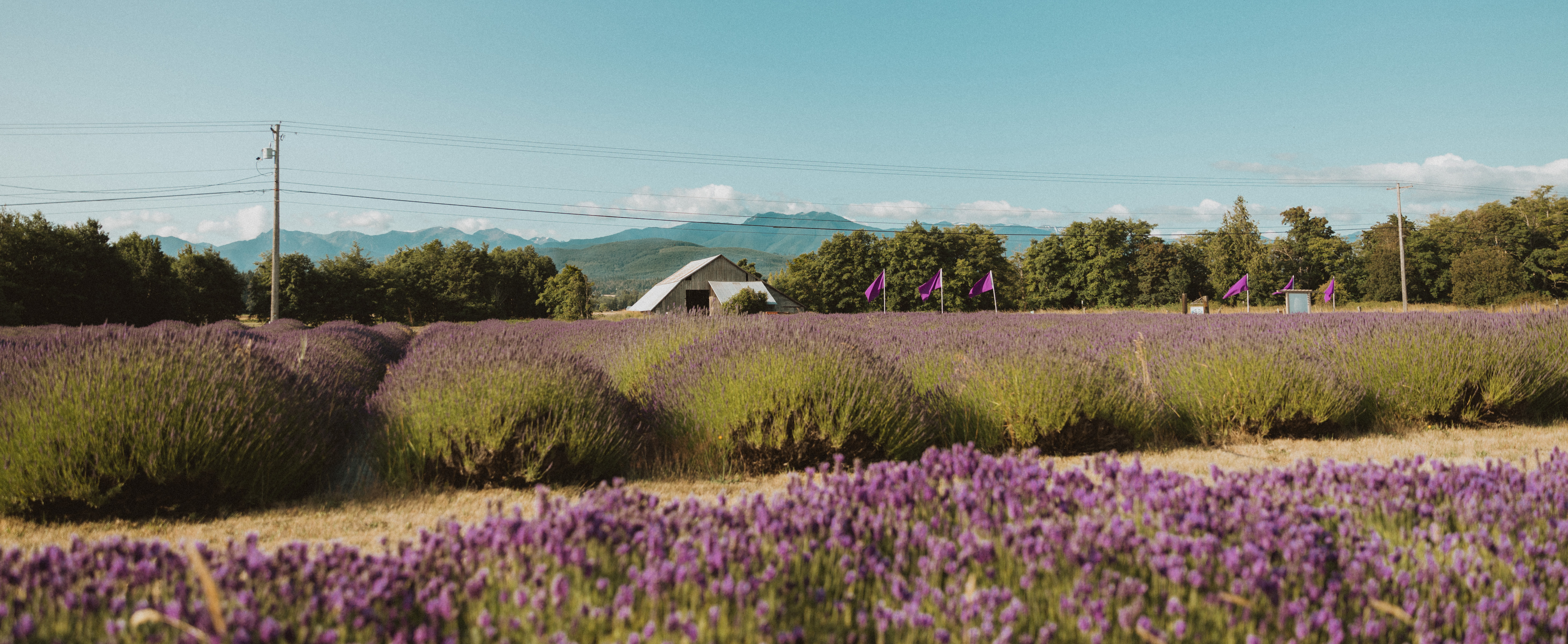 Sequim Lavender Festival Black Ball Ferry Line Daily Departures to