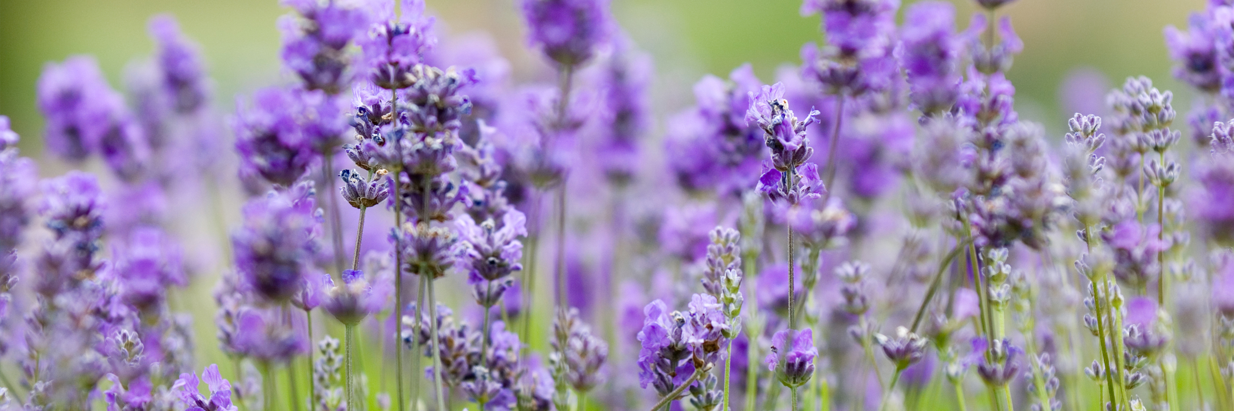 Lavender Farms On Vancouver Island Lavender Farms On Vancouver Island